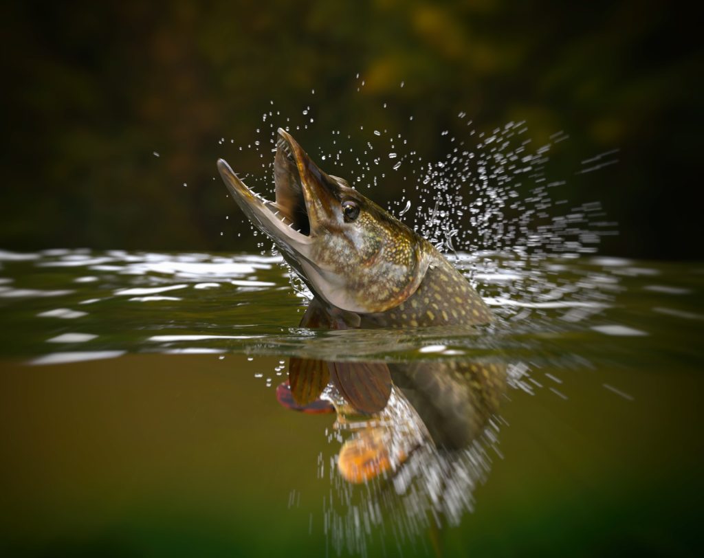 northern pike fish