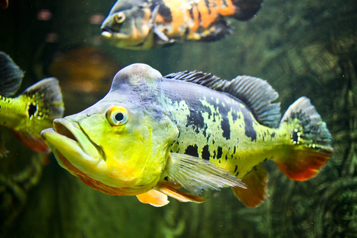 Types of Bass Fish - Black Basses - Temperate - Asian