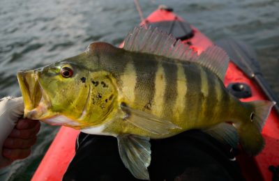 peacock bass fishing