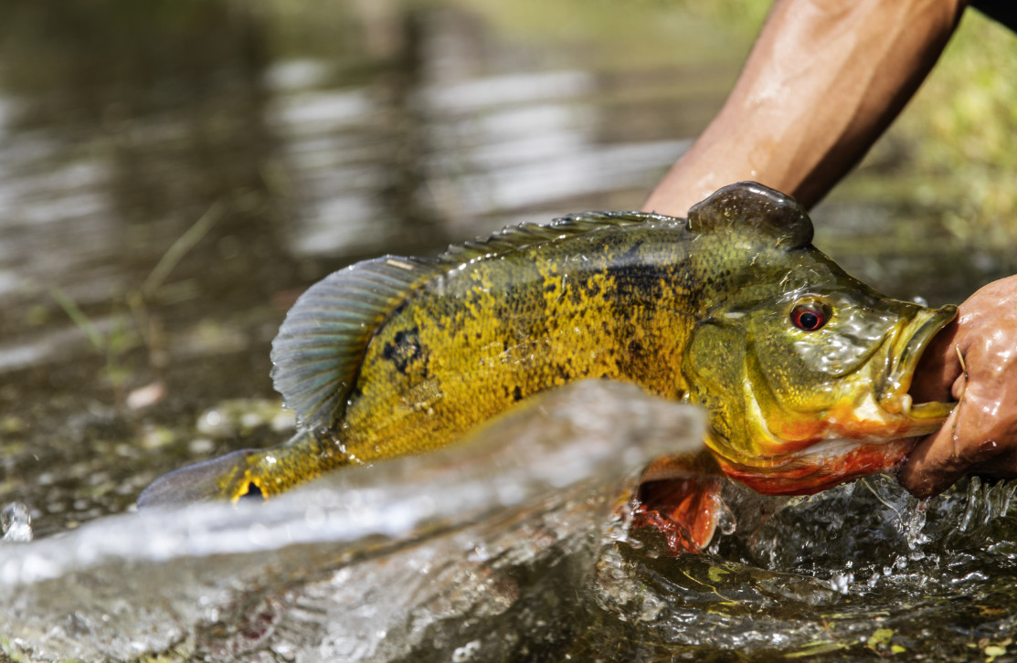 Tackle Source: PEACOCK BASS ON TOPWATER AND JERKBAITS!