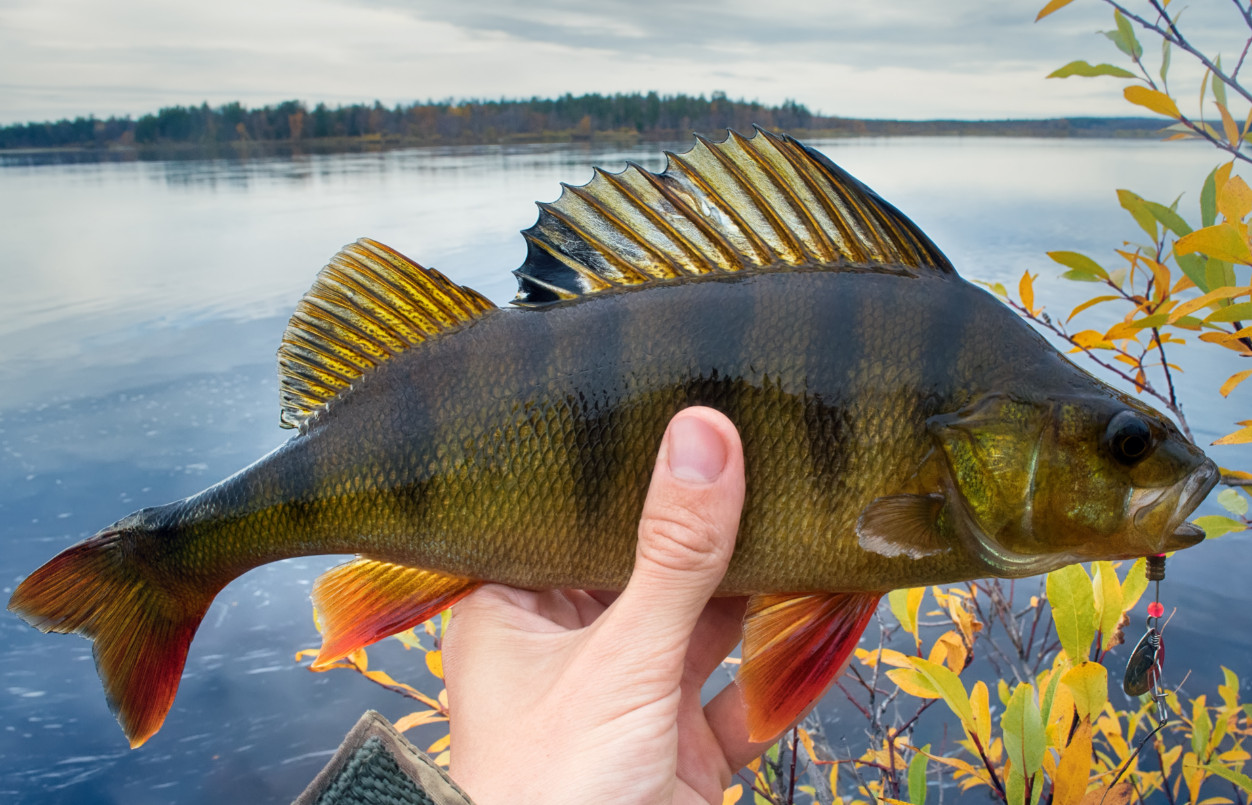 Yellow Perch - The Best Panfish - Cooking Perch - Baits and Lures