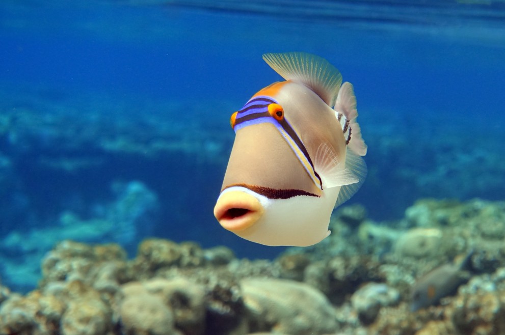 Picasso Triggerfish - Rhinecanthus Aculeatus