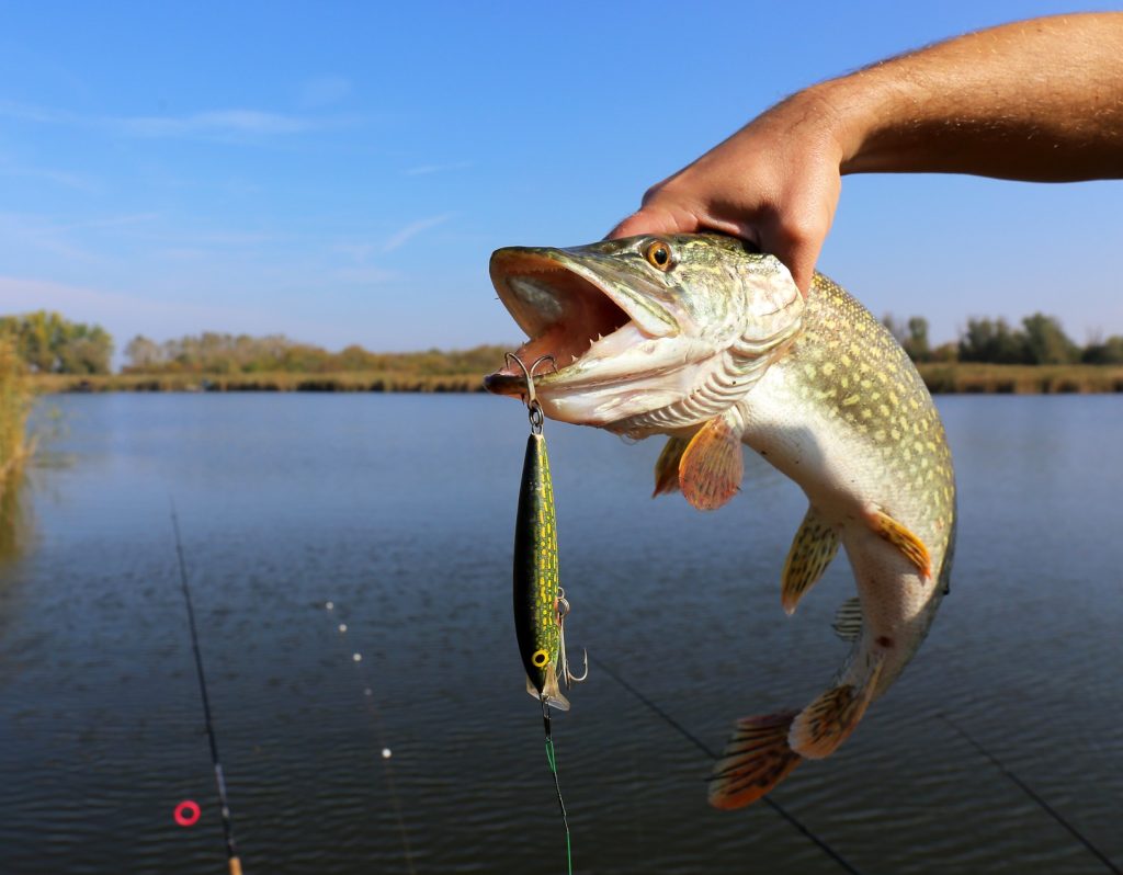 pike fish teeth