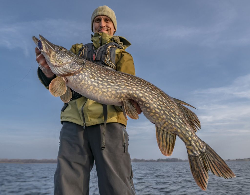 Unlock the secrets to catching Northern Pike in weedy areas with these  proven techniques!