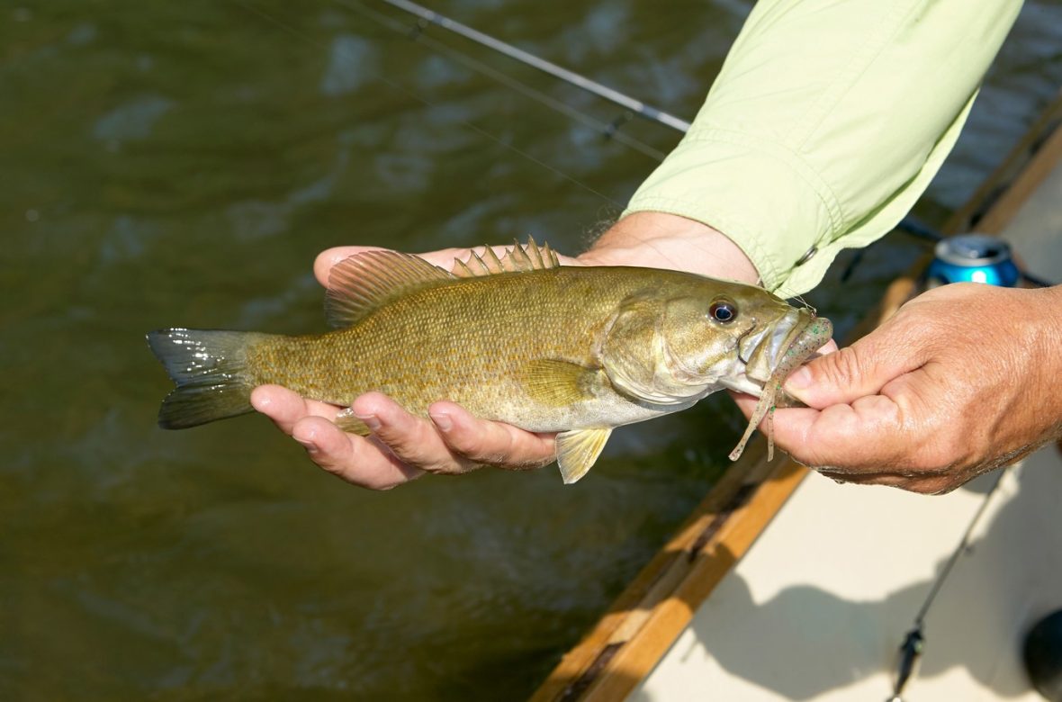 smallmouth bass fishing tips