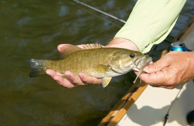 smallmouth bass fishing tips