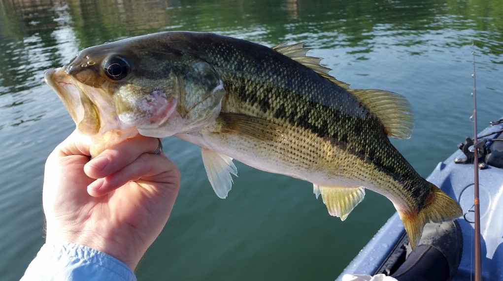 spotted bass markers