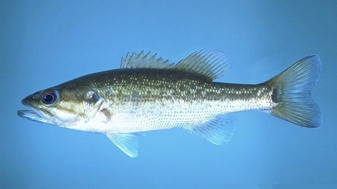 spotted bass