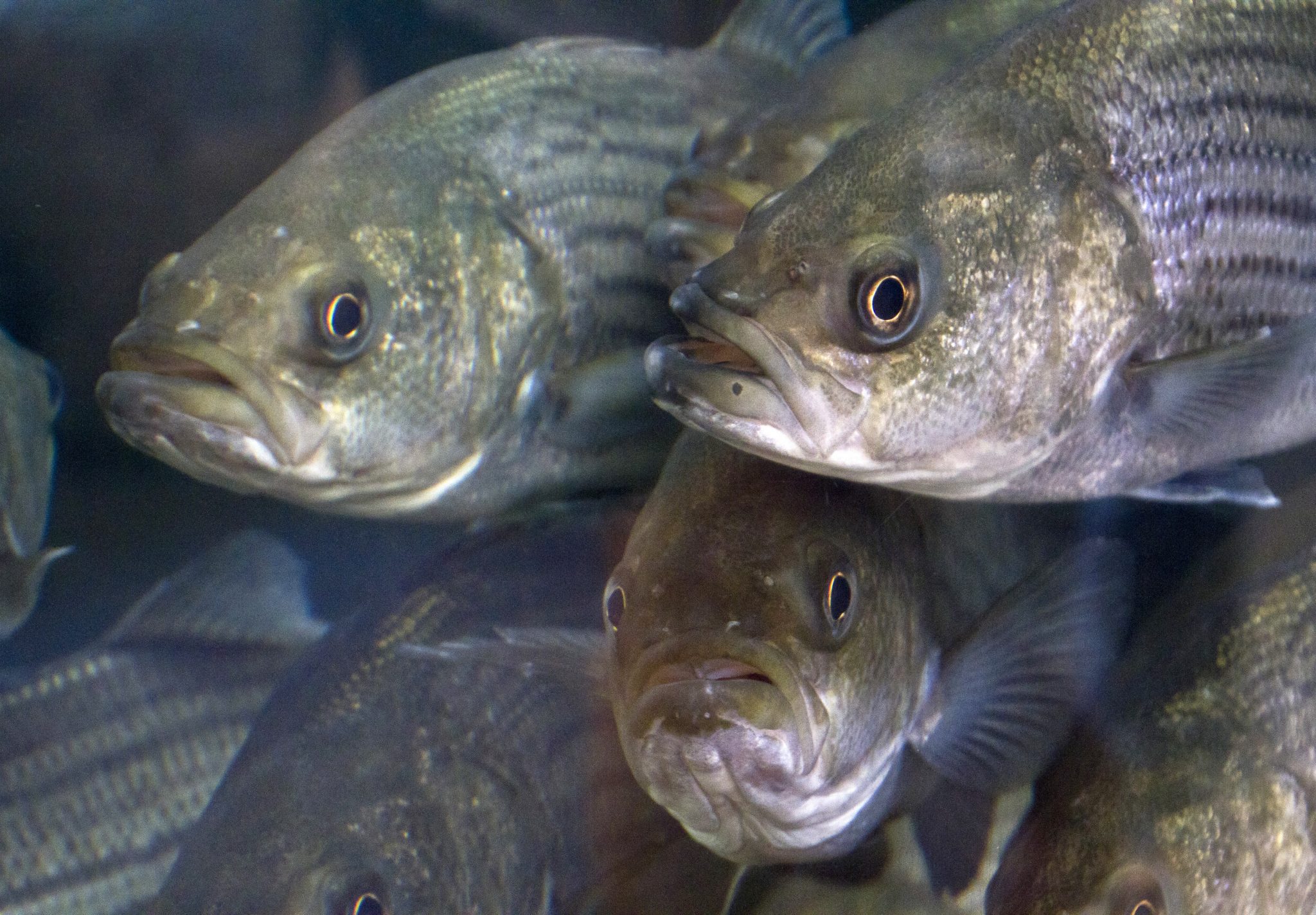 striped bass fishing