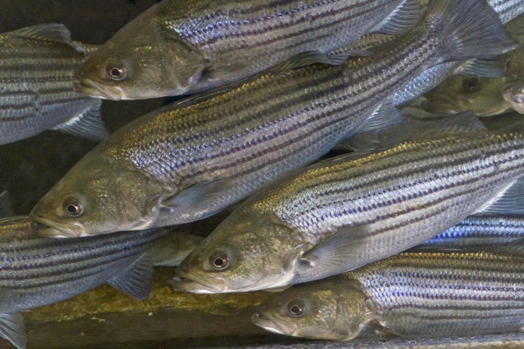 striped bass season fishing tips