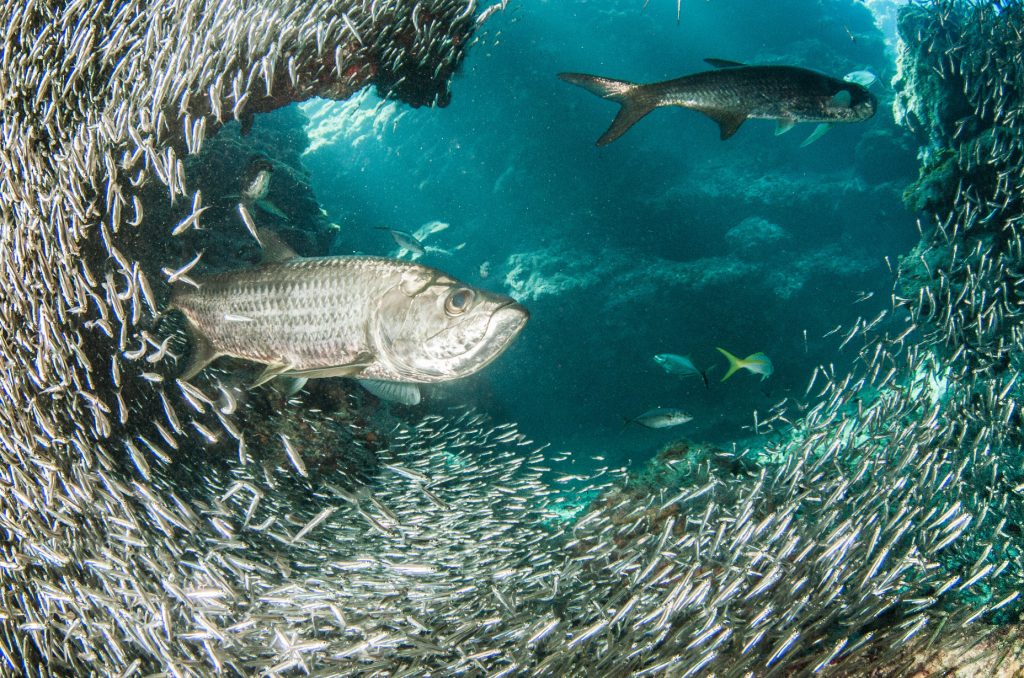 tarpon fishing charters florida