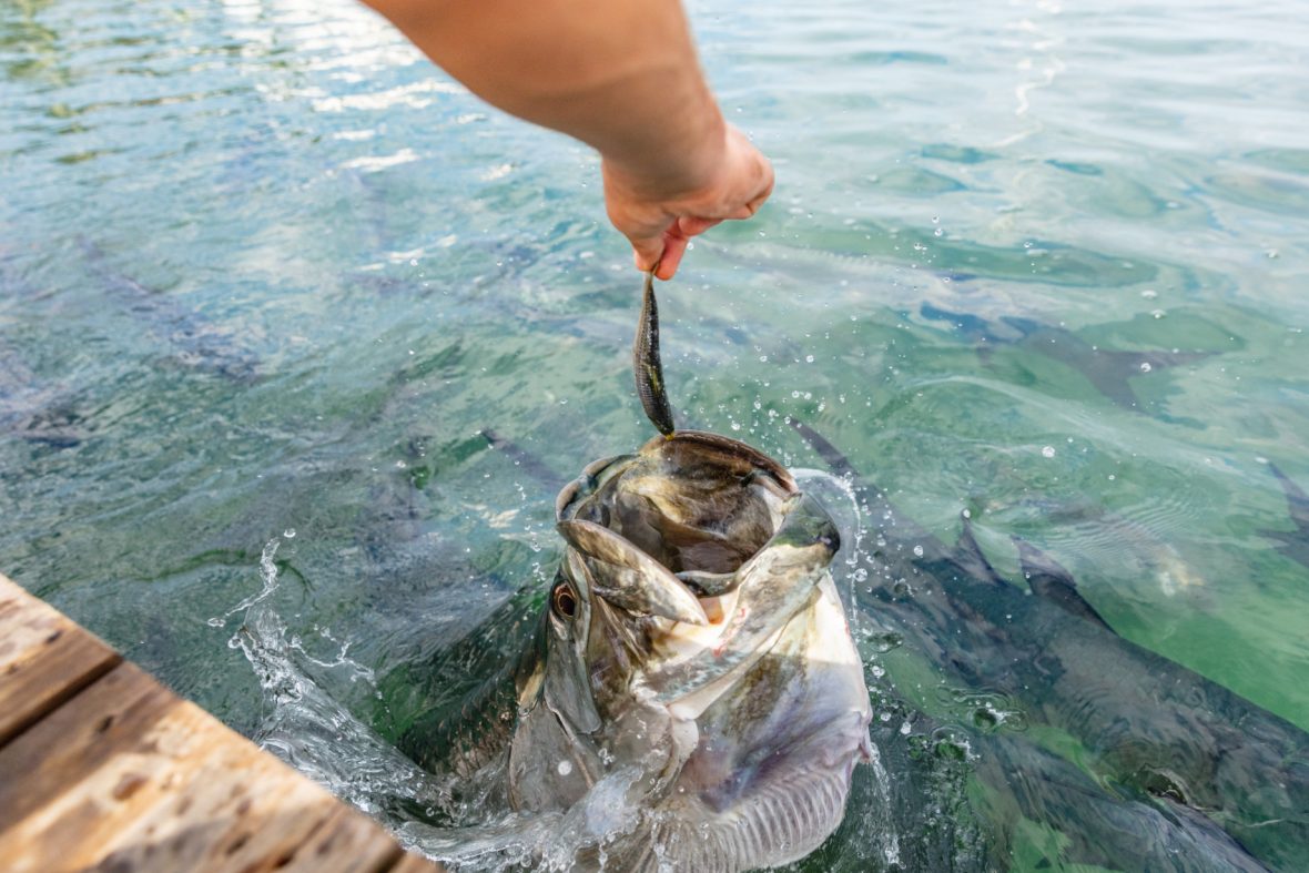 Tarpon Fishing - Tarpon Fishing Charters - Catching Tarpon - Tips