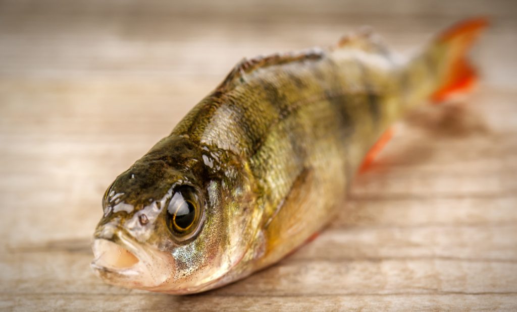 the best panfish, yellow perch