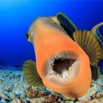 triggerfish teeth