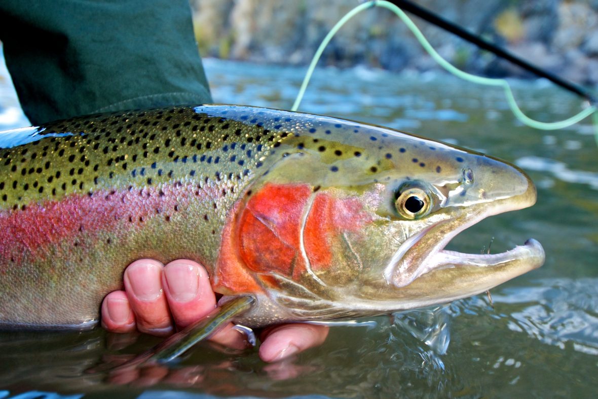 trout fishing