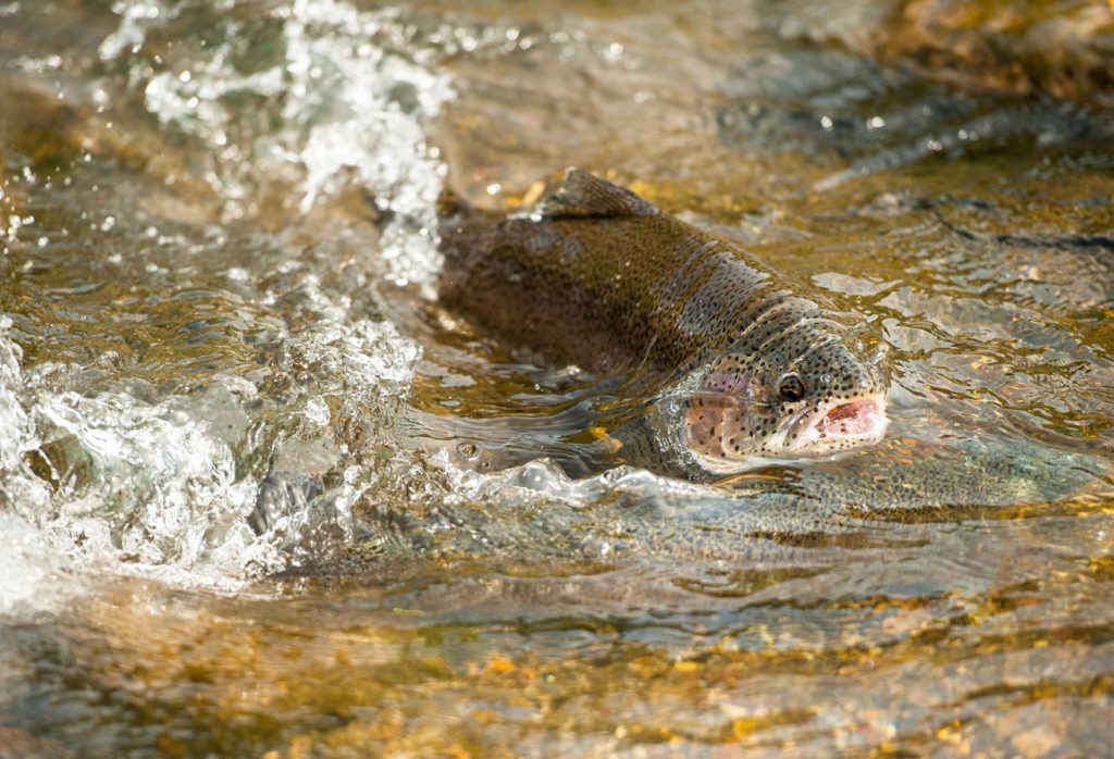 trout fishing in america