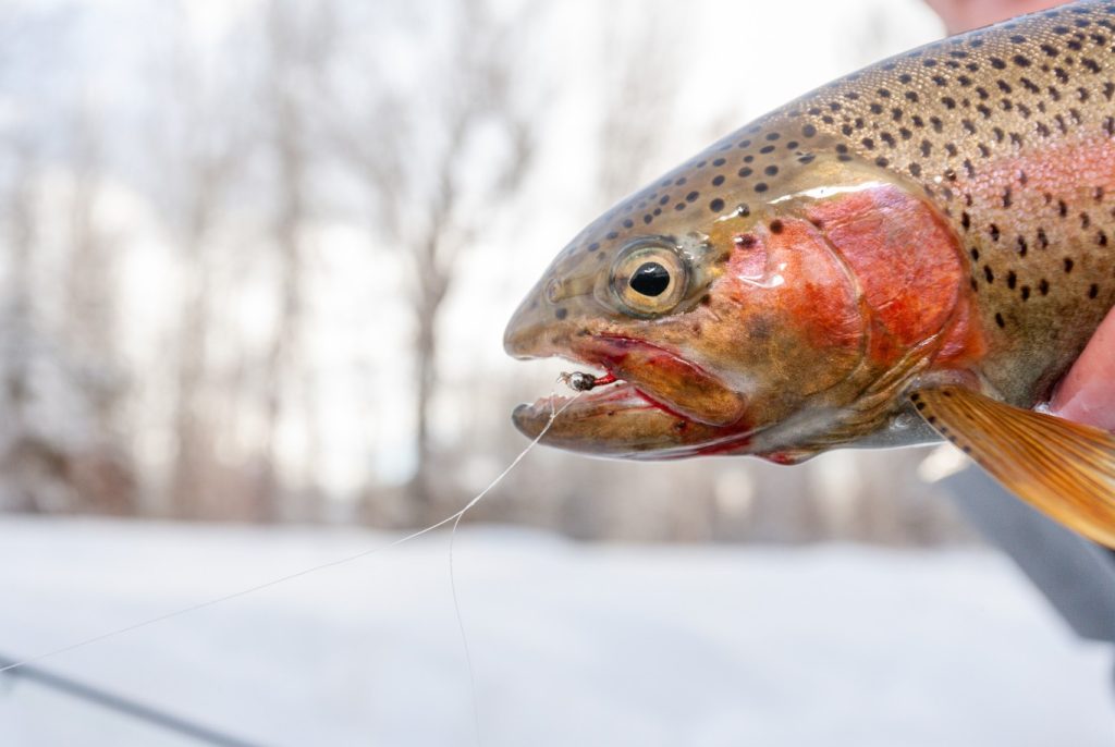 trouts fly fishing