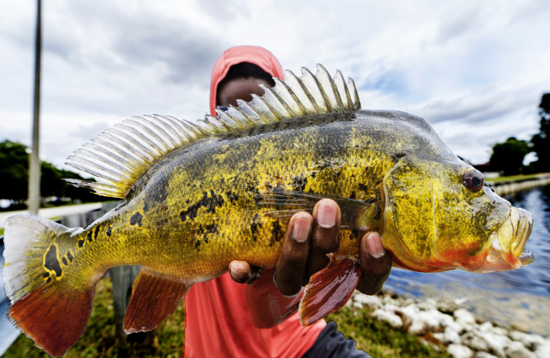 Miami Florida Fly Fishing: Peacock Bass & Grass Carp, A Berry Good