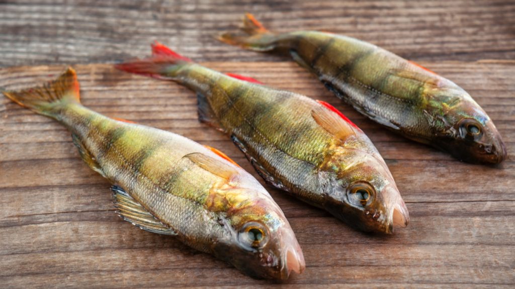 yellow perch